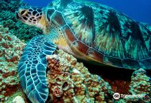 Tamarin OceanPro Divingcenter景点图片
