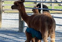 Eastland Alpacas景点图片
