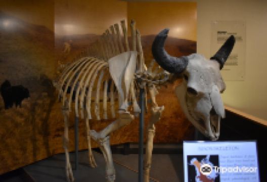 Mitchell Prehistoric Indian Village景点图片