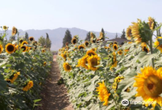 Apple Annie's You-Pick Orchard景点图片