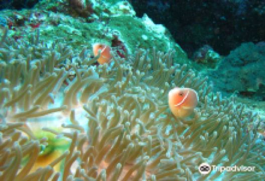 Mushroom Island (Tomba Tuni)景点图片