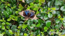 蝴蝶园与昆虫王国-苏梅岛