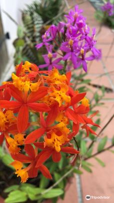 Jardin Creole-勒马兰