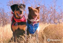 West Jordan Off-Leash Dog Park景点图片