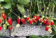 Strawberry Picking Park Kunoya景点图片