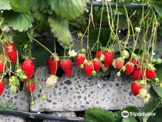 Strawberry Picking Park Kunoya-静冈