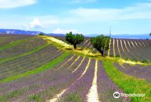 Plateau de Valensole景点图片