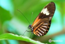 Nathaly Butterfly Garden景点图片