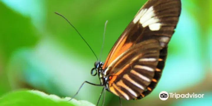 Nathaly Butterfly Garden