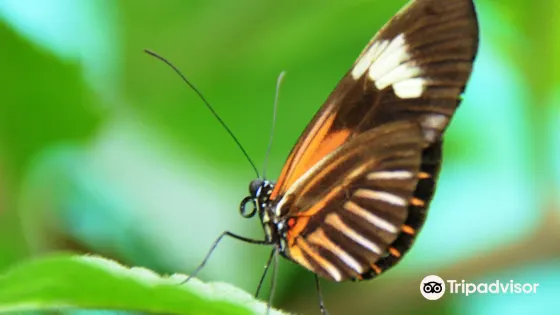 Nathaly Butterfly Garden