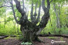 Nakajimadai Shishigahana Marsh-仁贺保市