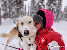 Arctic Dogsled Adventure AB-基律纳市