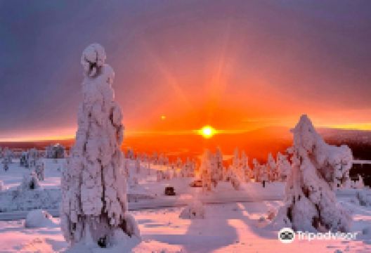 Lapland Safaris Levi景点图片