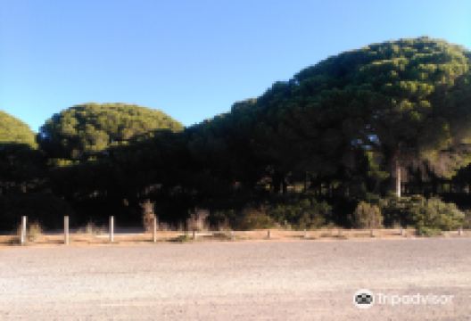 Pinar de Las Yeguas景点图片