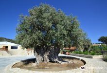 Golden Donkeys Farm景点图片