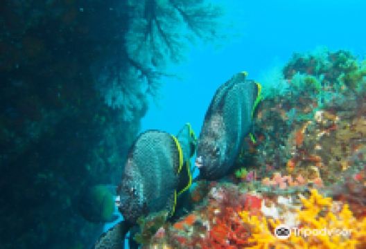 Concolor购物图片