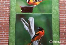 Sally's Alley景点图片