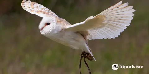 Devon Bird of Prey Centre