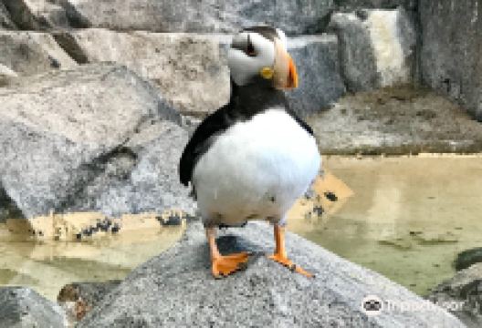 阿拉斯加海洋动物中心景点图片