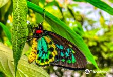 Magic Wings Butterfly Conservatory景点图片