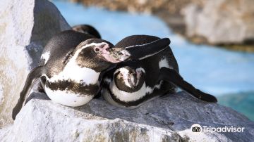 伯恩茅斯水族馆