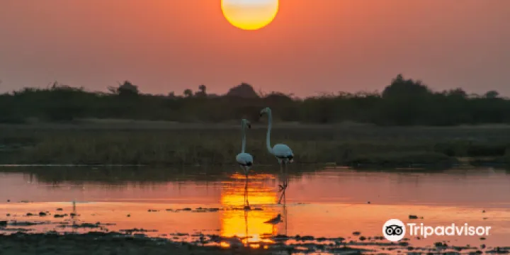 Little Rann of Kutch