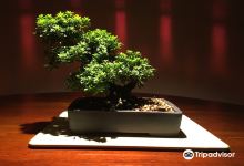 Bonsai Piccin购物图片
