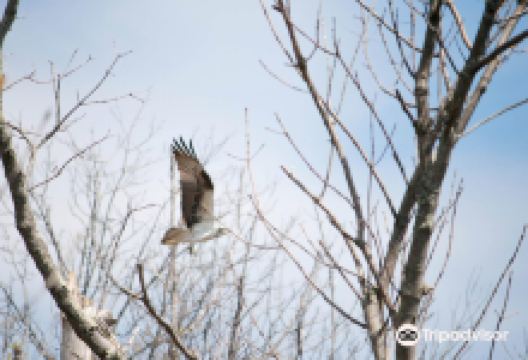 Occoquan Bay National Wildlife Refuge景点图片