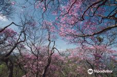 Mt. Morotsuka-高千穗町