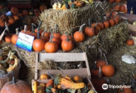 Axdahl's Garden Farm & Greenhouse景点图片