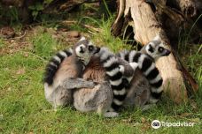 阿默斯福特动物园-阿默斯福特