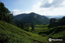 Gunung Brinchang-伯恩仓