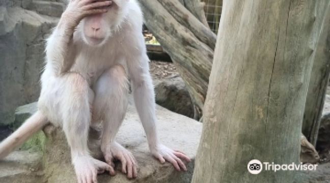 Hidden Canyon Mini Zoo