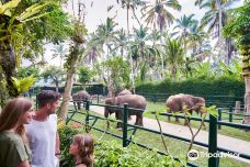 巴厘岛大象公园-巴厘岛