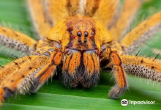 Tarantulas Way景点图片