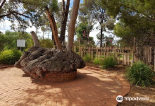 Big Mallee Root Stump景点图片