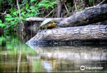 Alafia River State Park景点图片