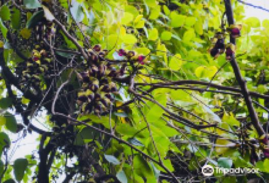 Growing Area of Kamaekazura景点图片