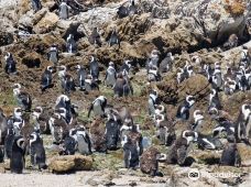 Stony Point Penguin Colony Entrance-贝蒂湾