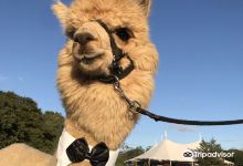 Island Alpaca Company景点图片