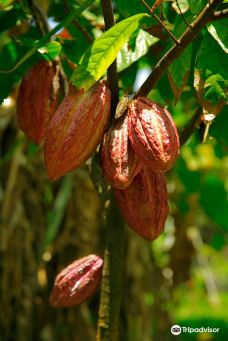 阿信巧克力农场-屏东