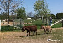PrimRose Donkey Sanctuary景点图片