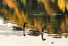 Cheam Lake Wetlands Regional Park景点图片