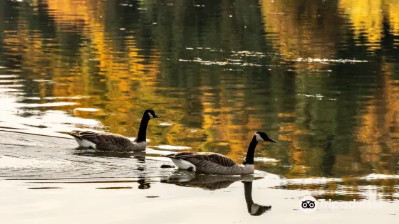 Cheam Lake Wetlands Regional Park