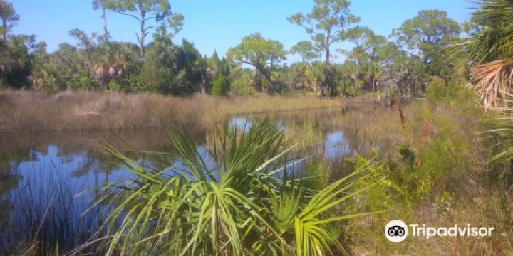 Werner-Boyce Salt Springs State Park