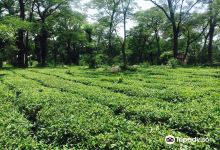 Palampur Tea Gardens景点图片