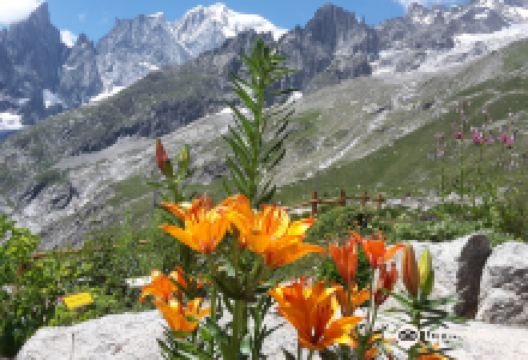 Saussurea Alpine Botanical Garden景点图片