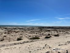 Hamelin Pool Marine Nature Reserve-德纳姆