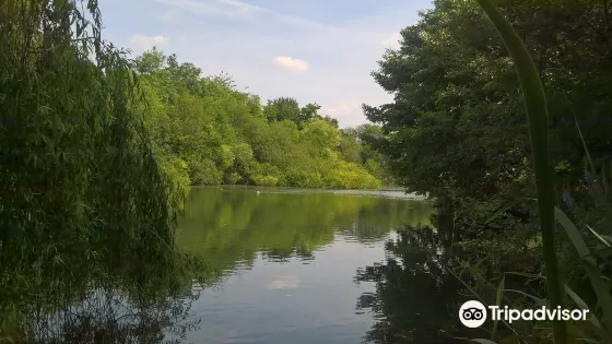 Black Dam Ponds