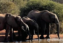 Madikwe Game Reserve景点图片